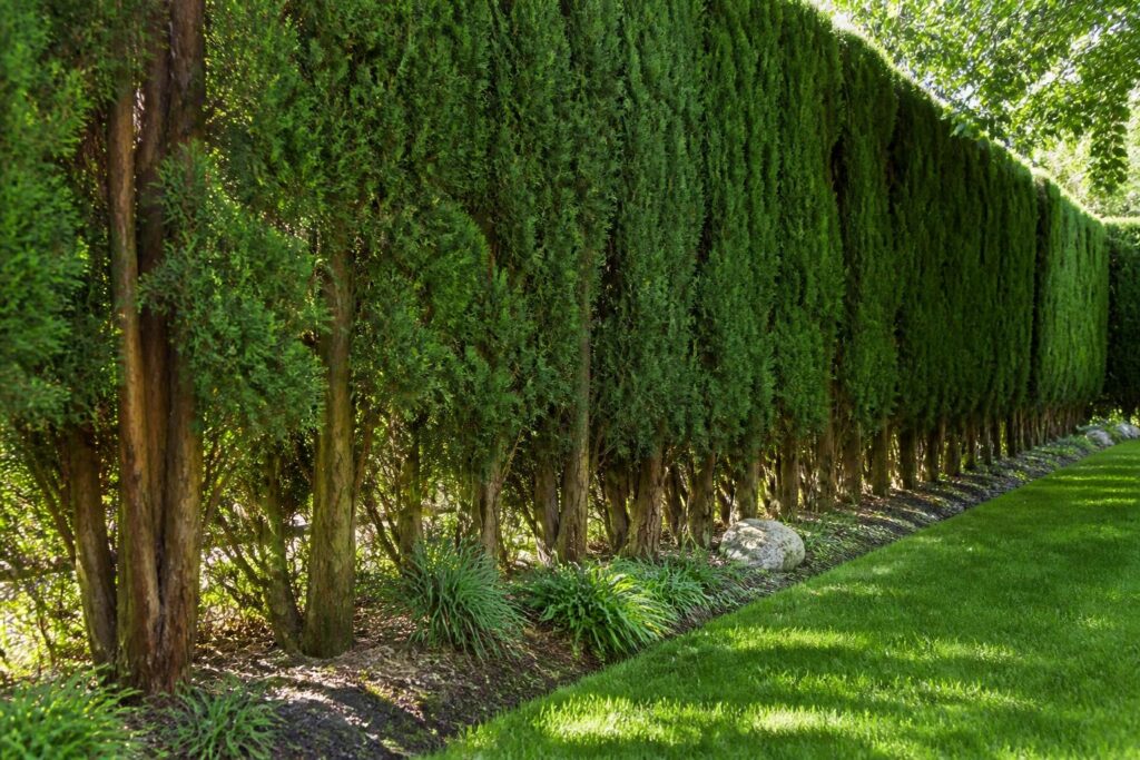découvrez comment créer une haie en cyprès à la fois esthétique et durable pour délimiter votre jardin avec élégance et protéger votre espace extérieur toute l'année.