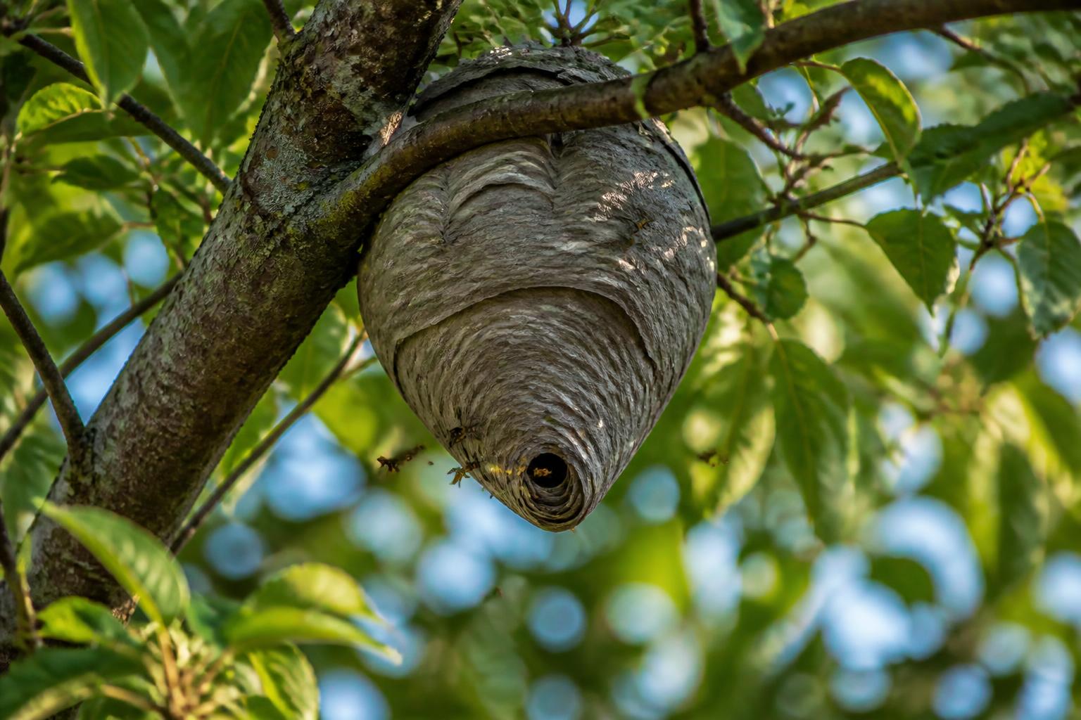 découvrez les précautions essentielles à prendre avant d'élaguer un arbre infesté d'un nid de guêpes. conseils pratiques pour assurer votre sécurité et préserver l'arbre.