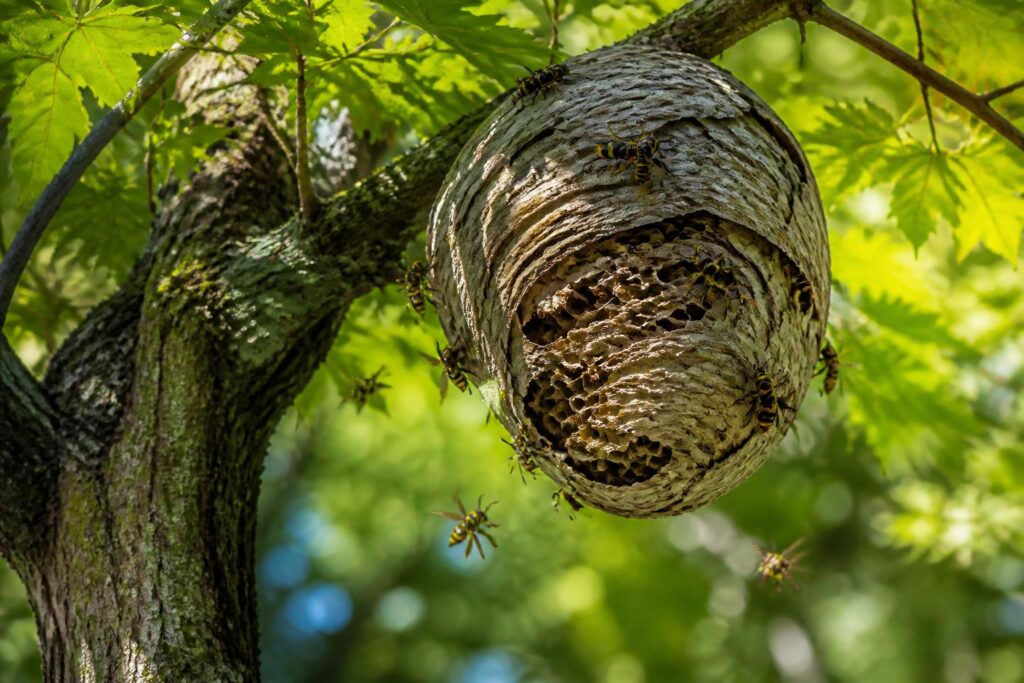 découvrez tout ce qu'il faut savoir avant d'élaguer un arbre abritant un nid de guêpes : conseils de sécurité, méthodes d'intervention et précautions indispensables.