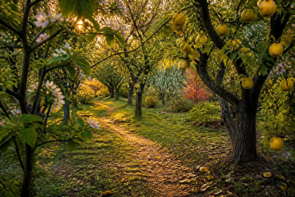 découvrez l'arboretum de quince, un refuge naturel unique où la beauté des arbres rares et la tranquillité se rencontrent pour une expérience paisible et enrichissante.