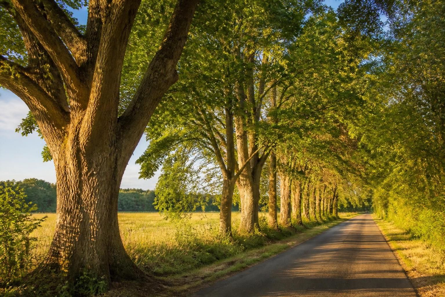 découvrez comment choisir et entretenir vos arbres bord de route pour créer un paysage attrayant et harmonieux. conseils pratiques pour des plantations réussies et durables.