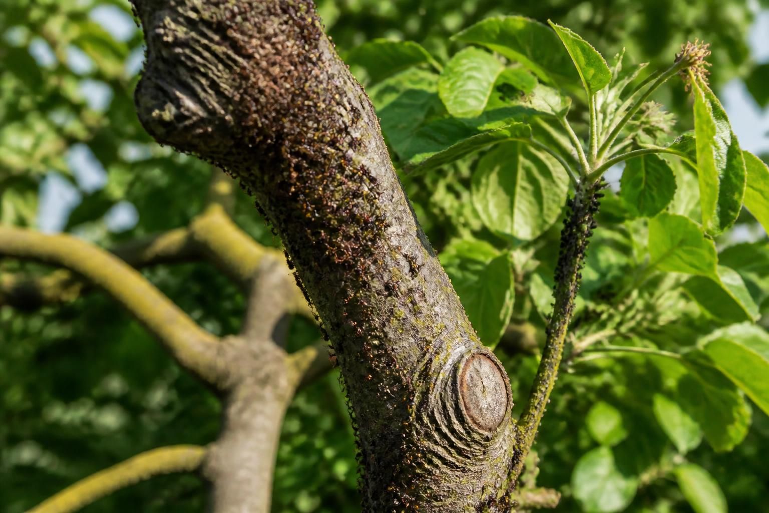 découvrez si la présence de fourmis dans un arbre fruitier représente un danger réel pour vos récoltes et apprenez des méthodes efficaces pour les déloger en toute sécurité.