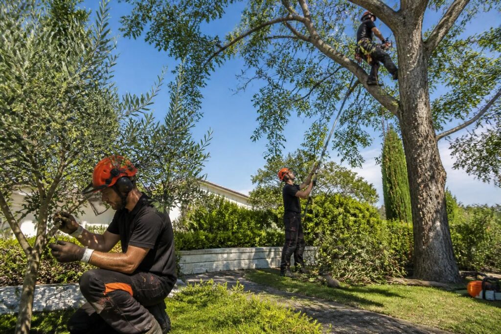 découvrez le matériel d'élagage essentiel adapté à la hauteur de votre arbre pour un travail sûr et efficace. guide complet pour choisir l'équipement idéal.