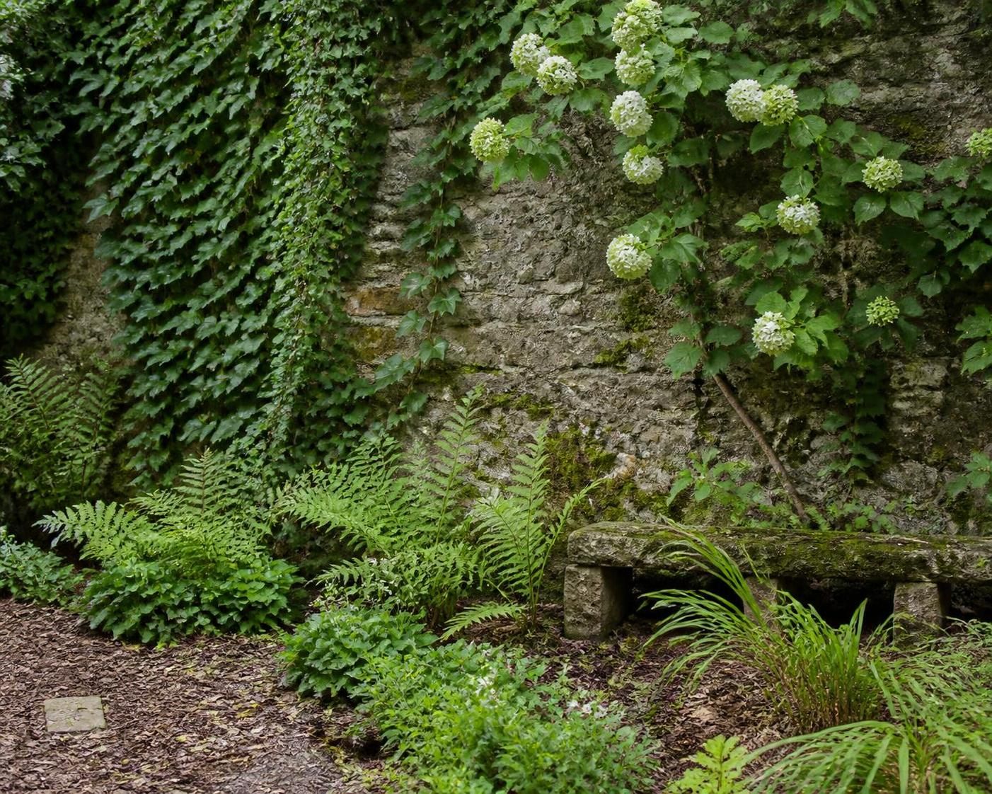 Quelle plante grimpante pour un mur exposé au nord 2 découvrez quelles plantes grimpantes choisir pour embellir un mur exposé au nord, adaptées à l'ombre et aux conditions fraîches.
