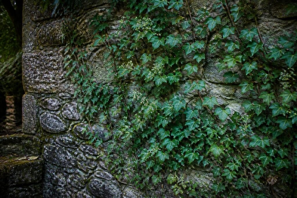 découvrez quelles plantes grimpantes choisir pour embellir un mur exposé au nord, en tenant compte de l'ombre et des conditions climatiques spécifiques.