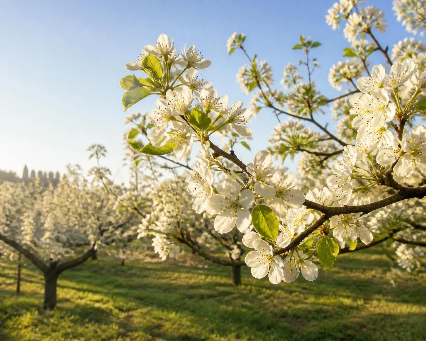découvrez quels arbres fruitiers offrent de magnifiques fleurs blanches au printemps pour embellir votre jardin et favoriser la production de fruits savoureux.