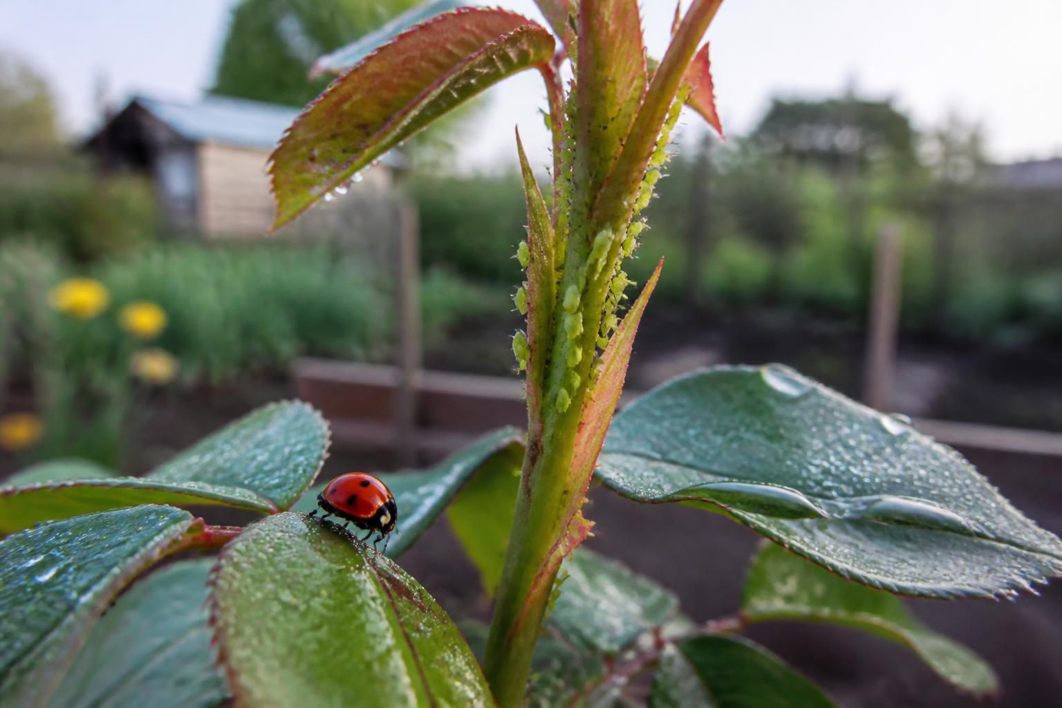 Anti-puceron à l'huile d'olive : recette et limites 2 découvrez une recette naturelle d'anti-puceron à l'huile d'olive, ses bienfaits pour votre jardin et les limites de son efficacité pour protéger vos plantes.