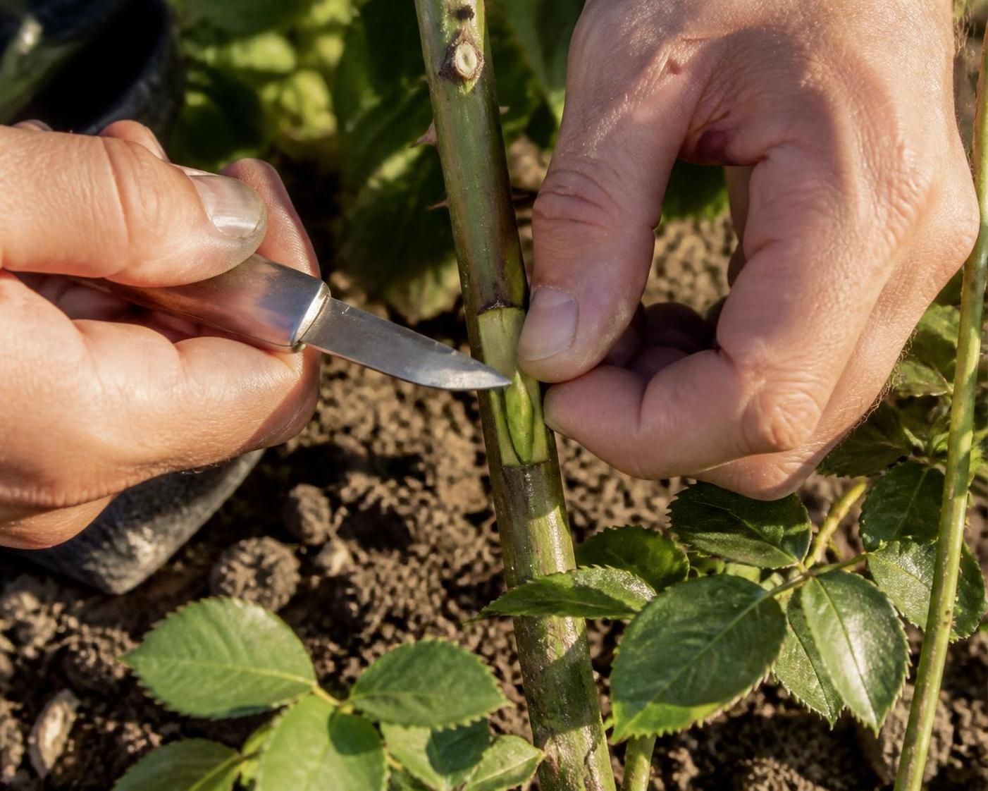 apprenez à greffer un rosier en écusson grâce à notre guide simple et détaillé. découvrez les étapes clés pour réussir cette technique de greffage facilement.