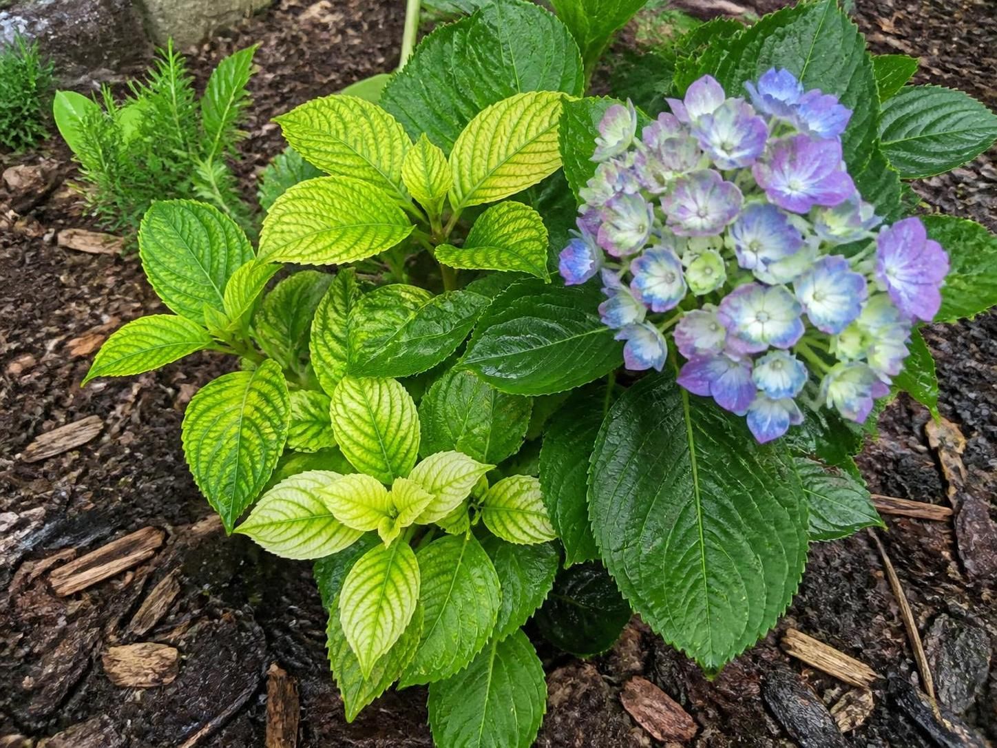 Hortensia aux feuilles jaunes : les 4 causes et quoi faire 2 découvrez les 4 principales causes des feuilles jaunes sur votre hortensia et apprenez les solutions efficaces pour le soigner et lui redonner toute sa vitalité.