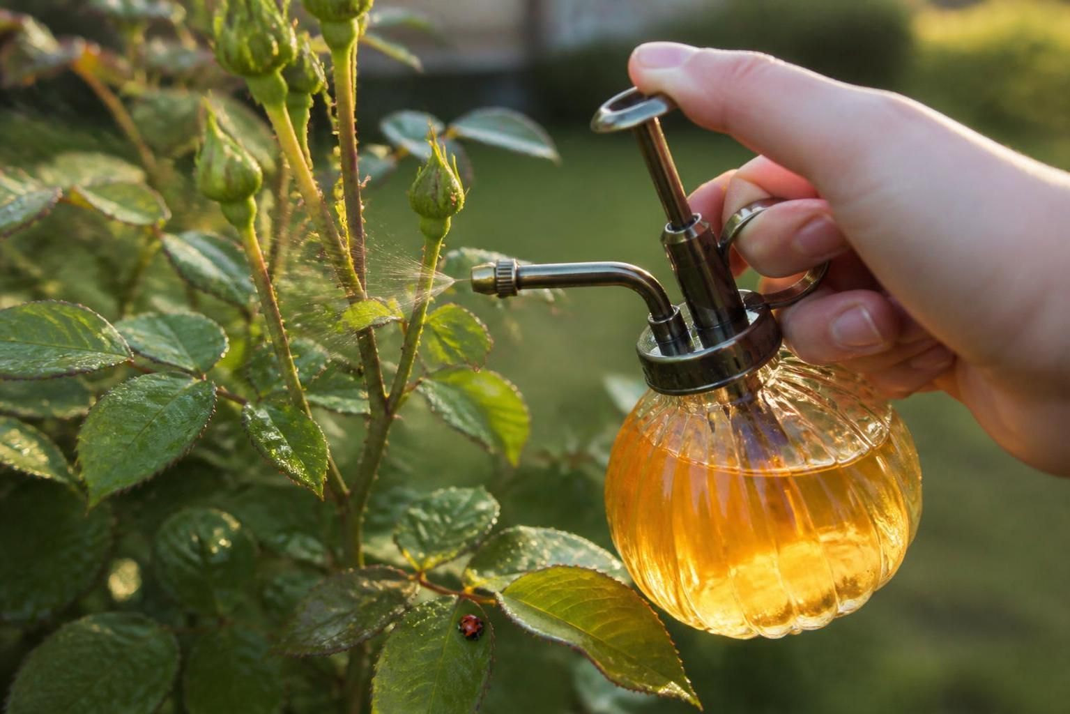découvrez comment préparer et utiliser une infusion d'ail efficace contre les pucerons, avec les dosages précis et les méthodes d'application pour protéger vos plantes naturellement.