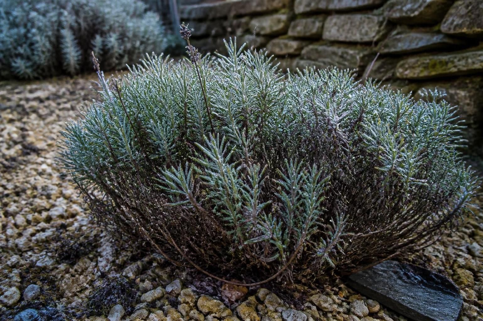 La lavande en hiver : faut-il la tailler et la protéger 2 découvrez comment prendre soin de la lavande en hiver : conseils pour la tailler correctement et la protéger du froid afin d'assurer sa santé et sa beauté toute l'année.