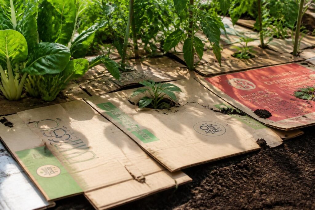 découvrez comment pailler efficacement avec du carton, quels types de cartons choisir et les techniques pour les poser correctement afin de protéger et enrichir votre jardin.
