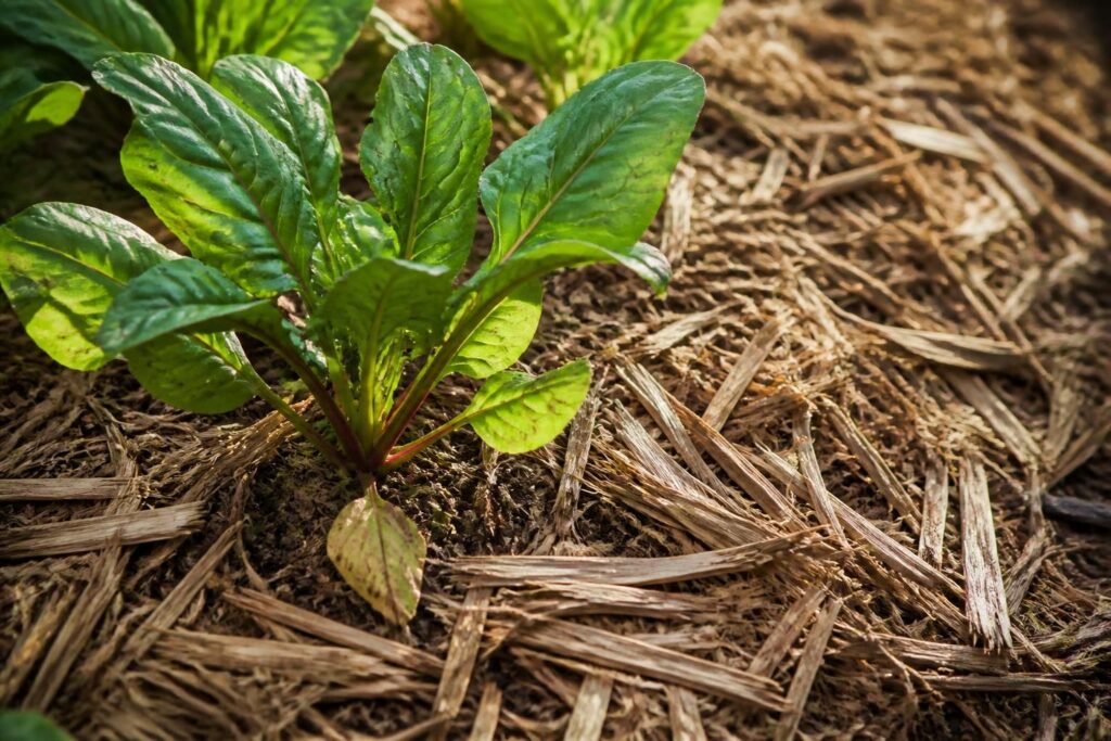 découvrez les avantages et inconvénients du paillage avec des bambous broyés pour enrichir et protéger votre jardin de manière naturelle et durable.