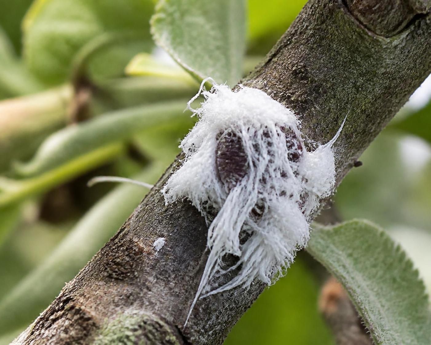 apprenez à reconnaître le puceron lanigère du pommier et découvrez les méthodes efficaces pour le traiter et protéger vos arbres fruitiers.