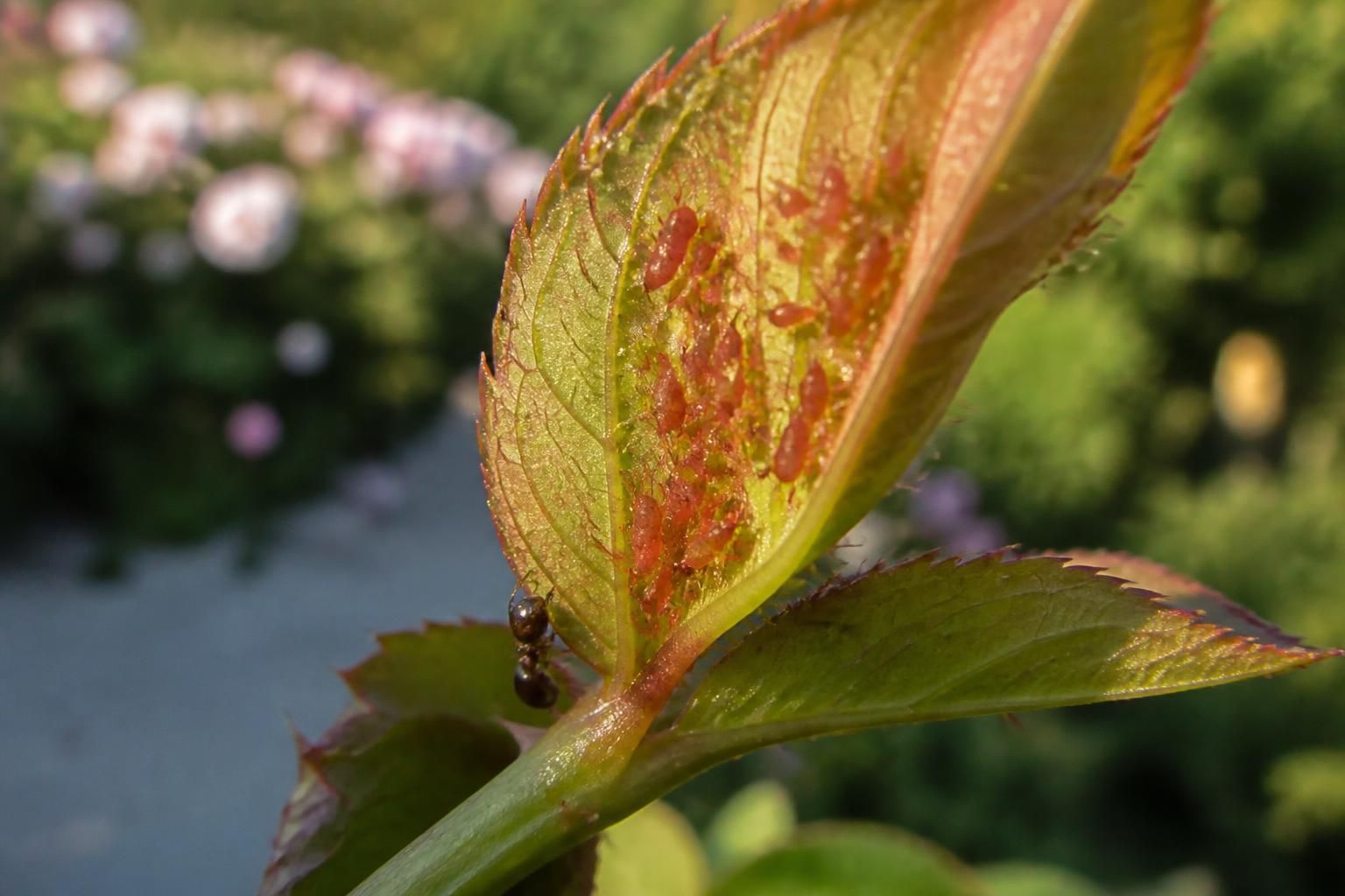 découvrez pourquoi les pucerons rouges envahissent vos plantes et apprenez les méthodes efficaces pour les éliminer et protéger votre jardin.