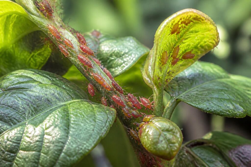 découvrez pourquoi les pucerons rouges envahissent vos plantes et apprenez les méthodes efficaces pour les éliminer et protéger votre jardin.