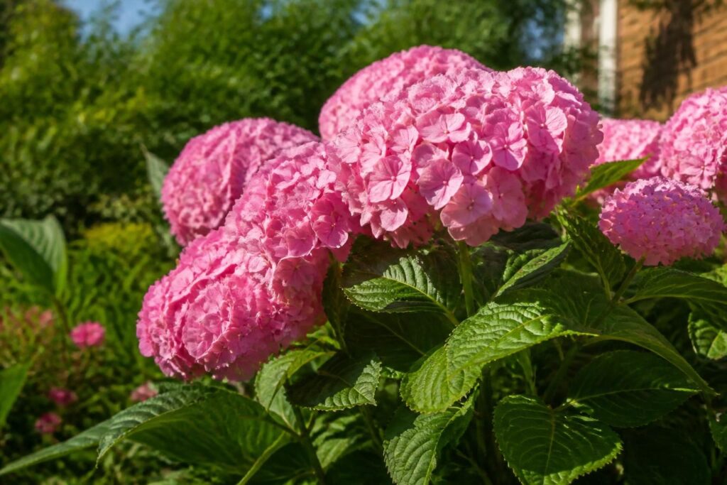 découvrez si un hortensia peut survivre en plein soleil, ses besoins en lumière et conseils pour bien le cultiver.
