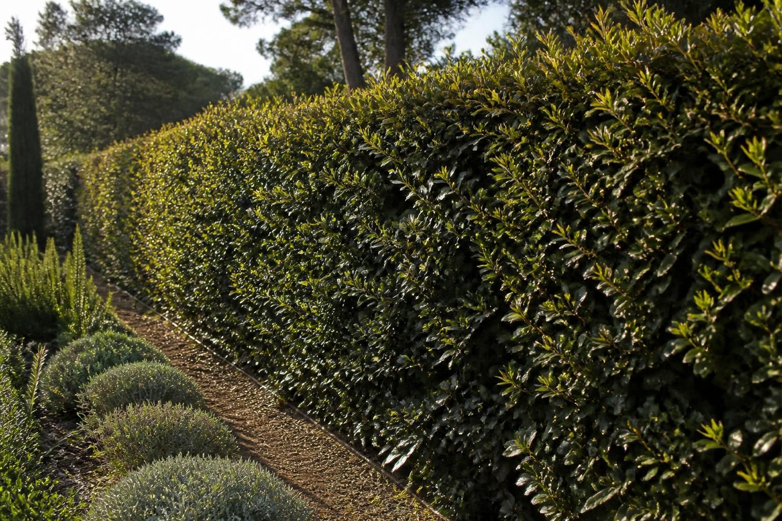 découvrez les avantages du chêne vert en haie, ses conseils de taille et son rythme de pousse pour un jardin élégant et naturel.