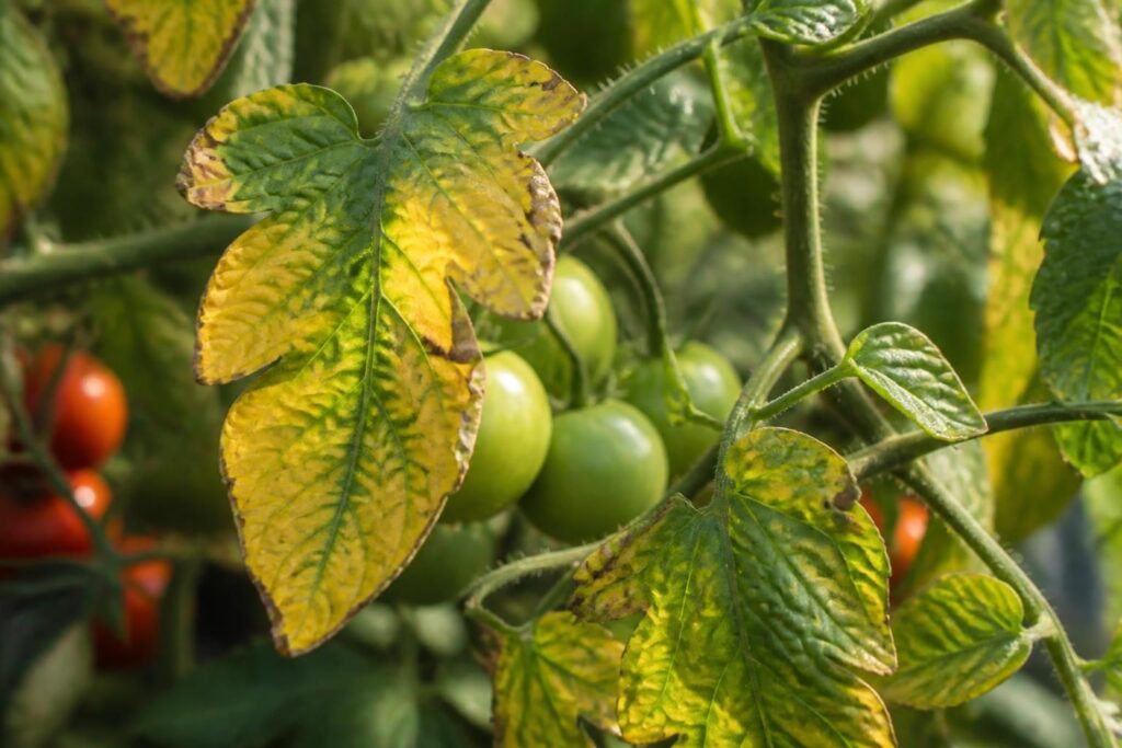 découvrez pourquoi les feuilles de votre plant de tomate jaunissent et apprenez à interpréter les signes pour prendre soin de vos plantes efficacement.
