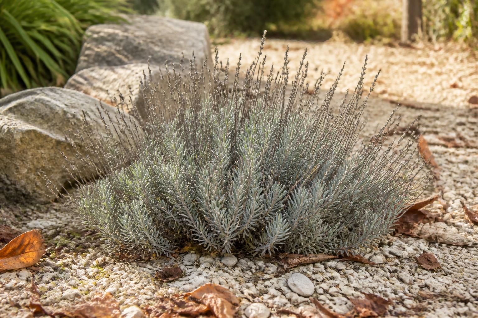 Hivernage de la lavande : le geste à faire avant les premières gelées 2 découvrez comment préparer votre lavande pour l'hivernage avec les gestes essentiels à réaliser avant les premières gelées afin de protéger et assurer sa belle floraison au printemps.