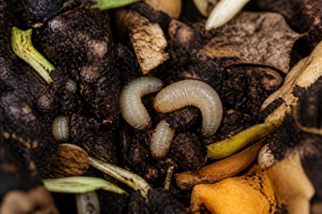 découvrez si la présence de larves blanches dans votre compost est bénéfique ou préoccupante, et comment elles influencent la qualité de votre compost.